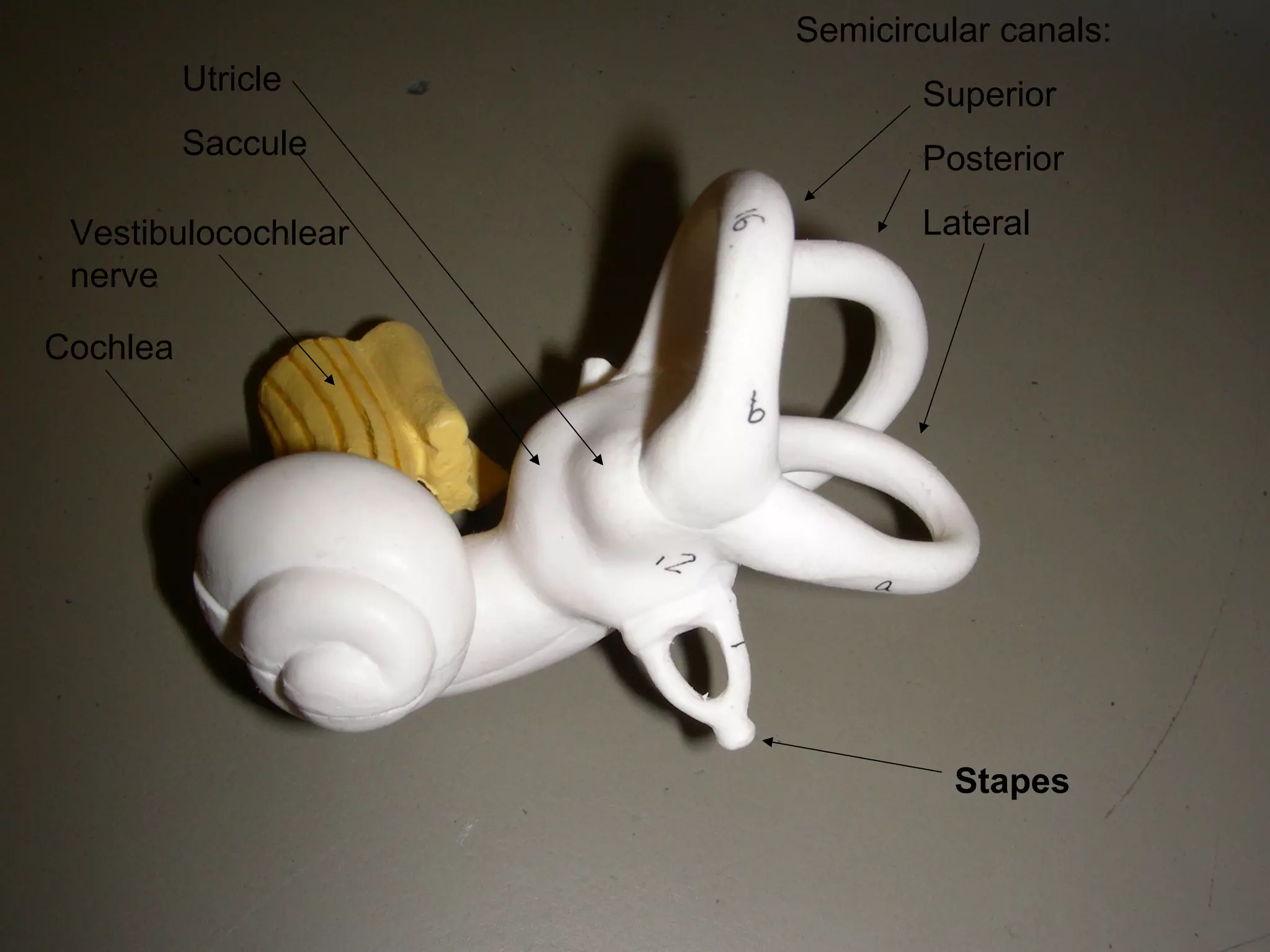 Semicircular canals:
Superior
Posterior
Lateral
Utricle
Saccule
Cochlea
Stapes
Vestibulocochlear
nerve
 