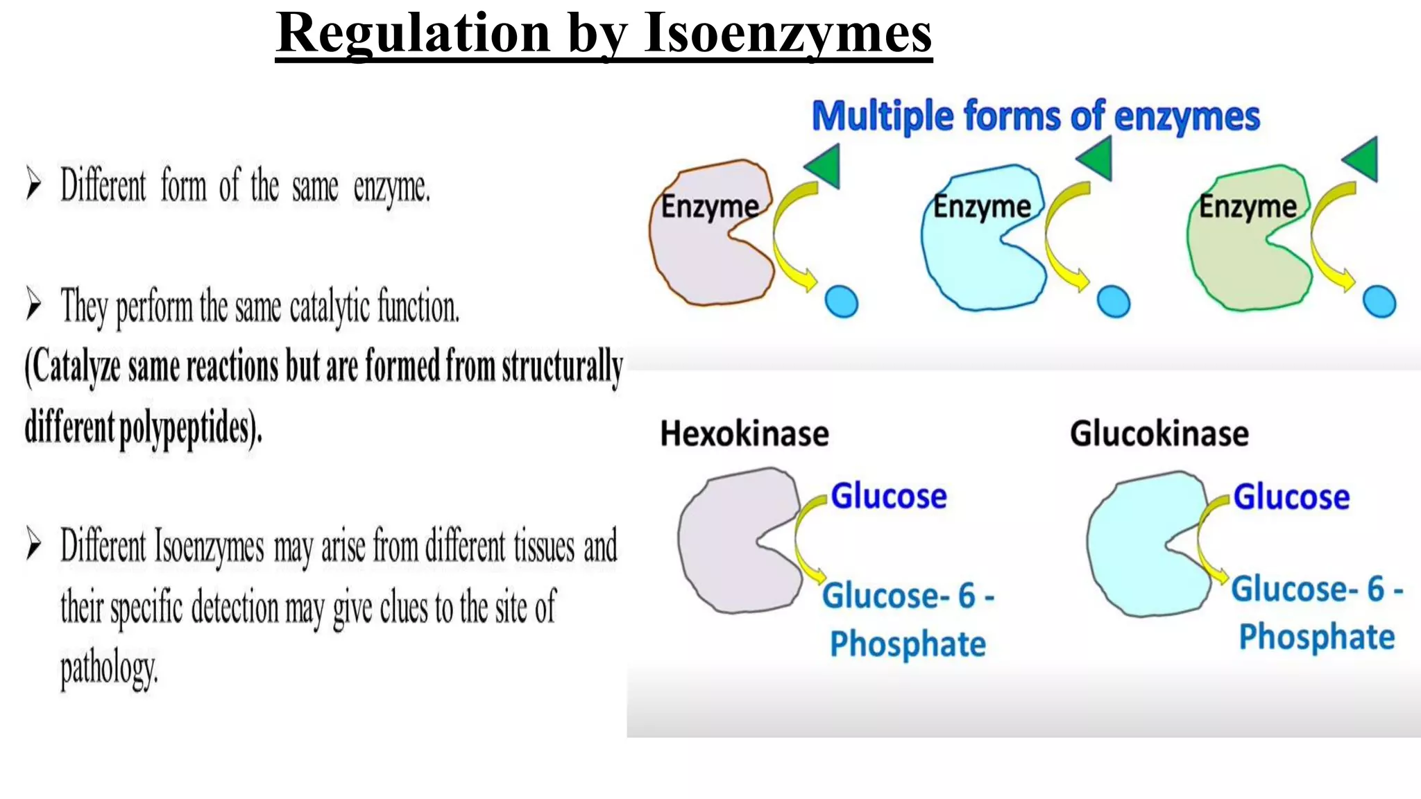 Regulation by Isoenzymes
 