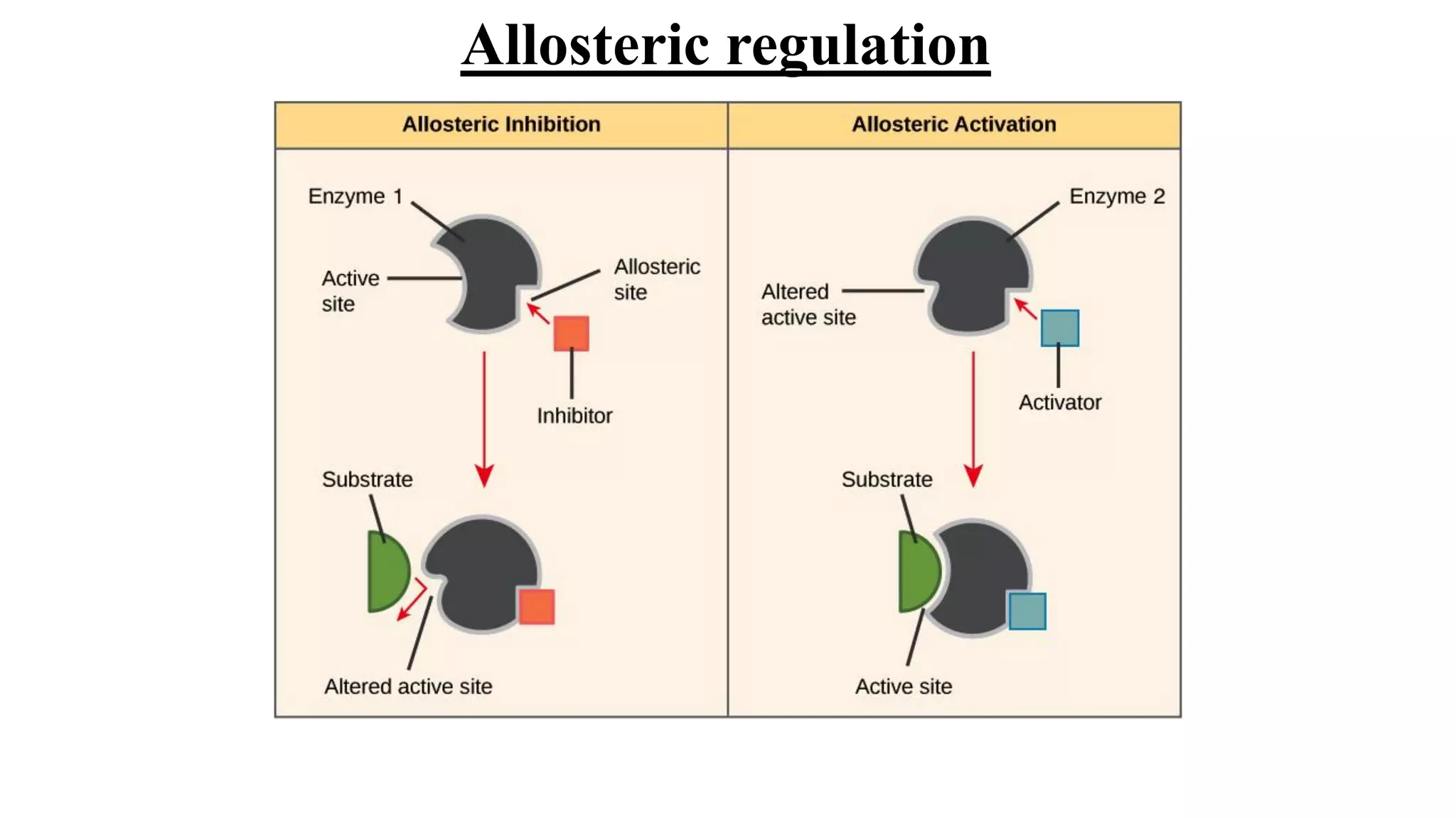 Allosteric regulation
 
