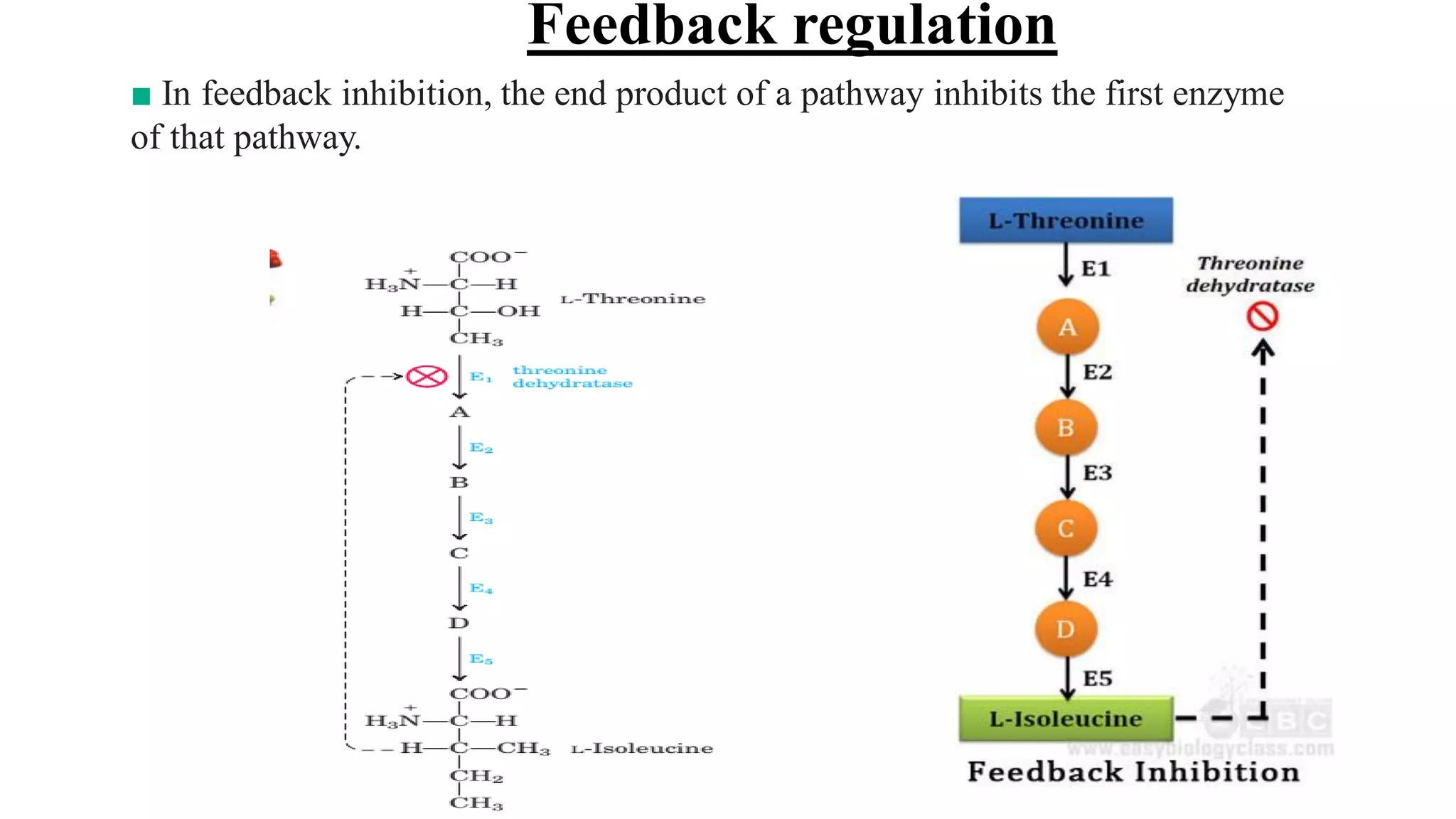 Feedback regulation
■ In feedback inhibition, the end product of a pathway inhibits the first enzyme
of that pathway.
 
