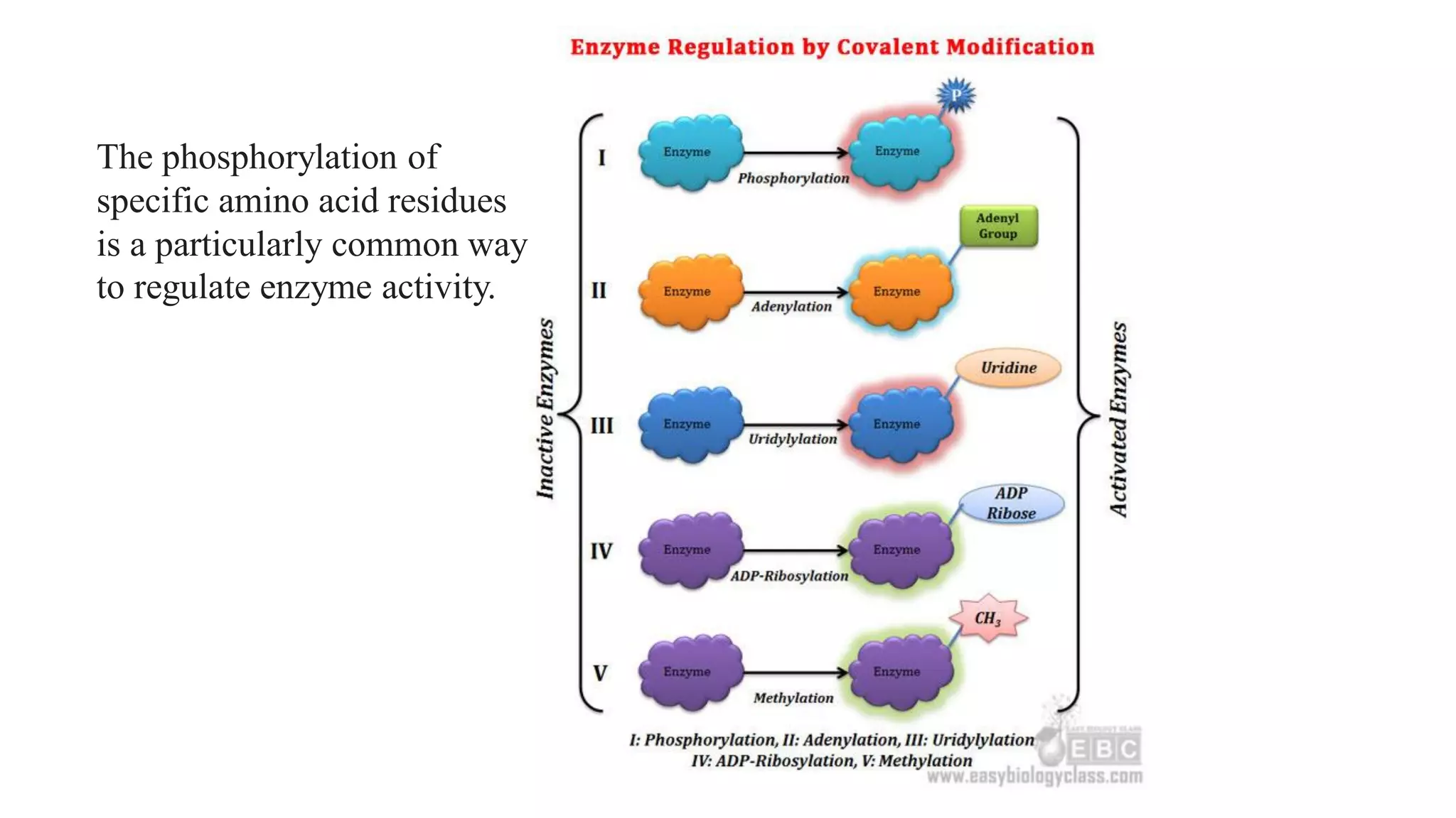 The phosphorylation of
specific amino acid residues
is a particularly common way
to regulate enzyme activity.
 