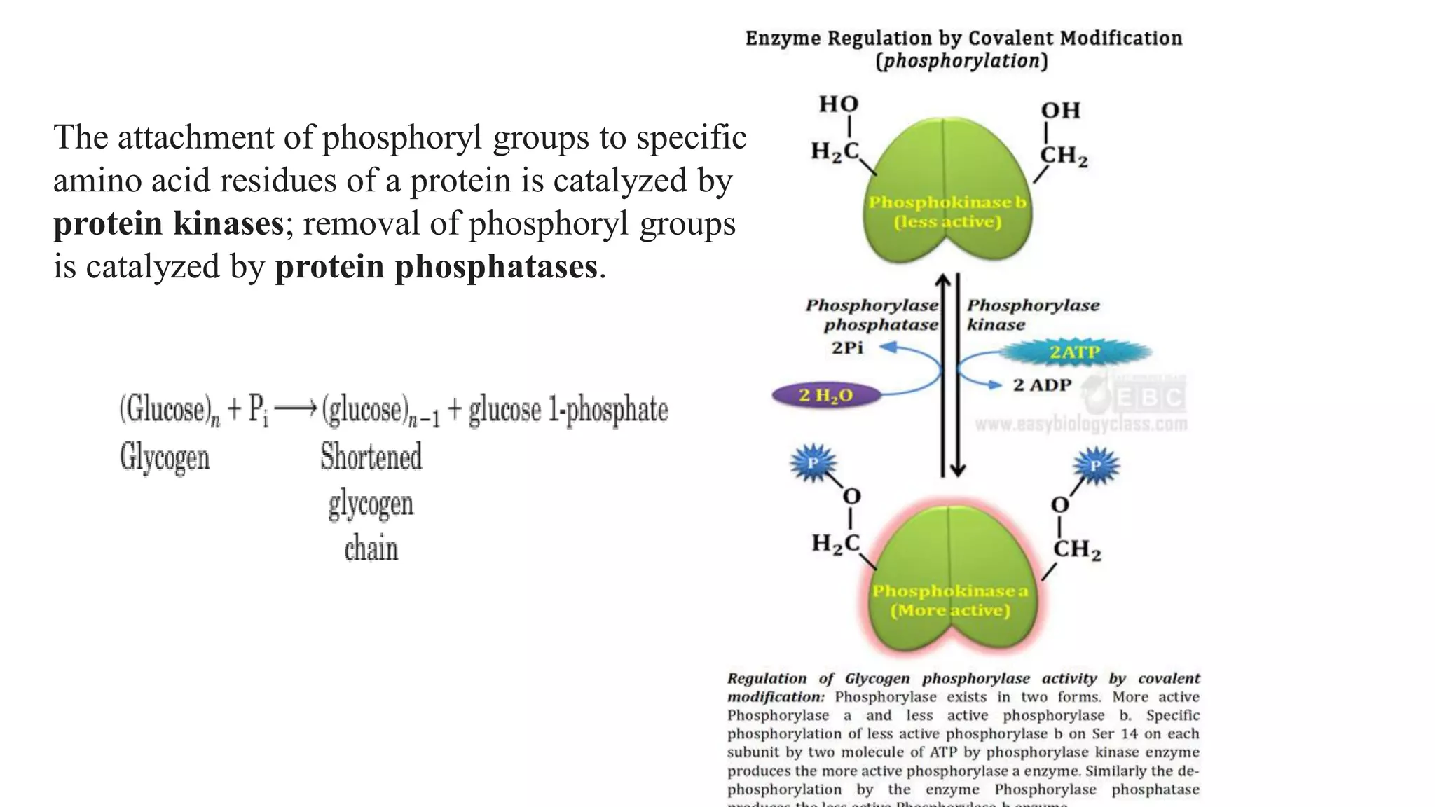 The attachment of phosphoryl groups to specific
amino acid residues of a protein is catalyzed by
protein kinases; removal of phosphoryl groups
is catalyzed by protein phosphatases.
 