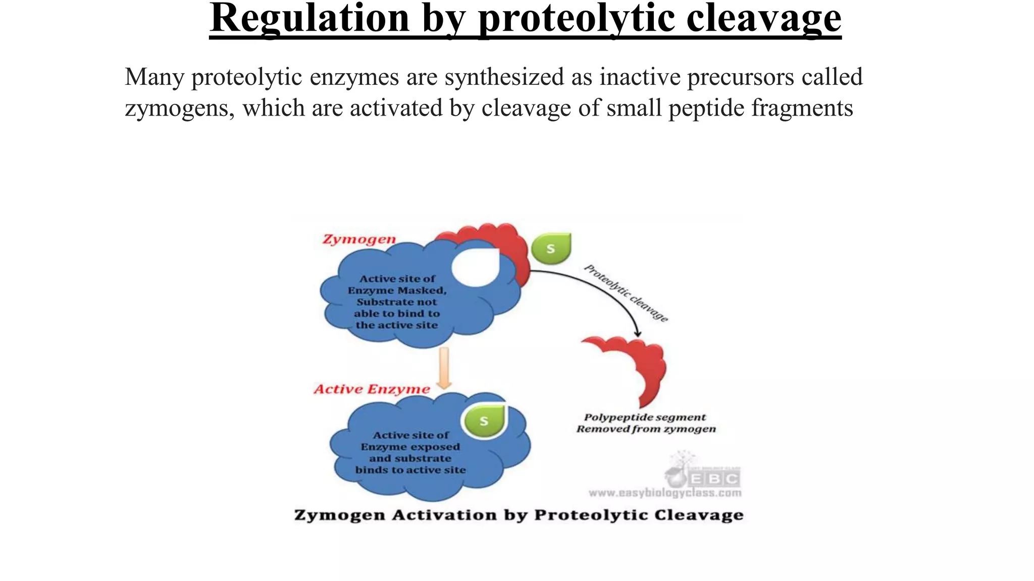 Many proteolytic enzymes are synthesized as inactive precursors called
zymogens, which are activated by cleavage of small peptide fragments
Regulation by proteolytic cleavage
 