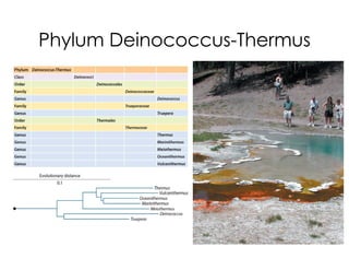 Phylum Deinococcus-Thermus
 