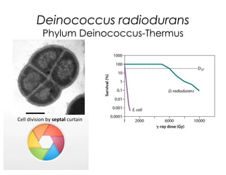 Deinococcus radiodurans
Phylum Deinococcus-Thermus
Cell division by septal curtain
 
