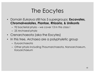 The Eocytes
• Domain Eukarya still has 5 supergroups: Excavates,
Chromalveolates, Plantae, Rhizaria, & Unikonts
– 92 bacterial phyla – we cover 13 in this class !
– 25 Archaeal phyla
• Crenarchaeota (aka the Eocytes)
• In this tree, Archaea are a polyphyletic group
– Euryarchaeota
– Other phyla including Thaumarchaeota, Nanoarchaeum,
Koryarchaeum
40
 