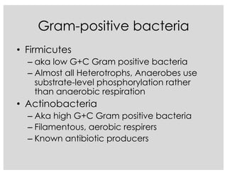 Gram-positive bacteria
• Firmicutes
– aka low G+C Gram positive bacteria
– Almost all Heterotrophs, Anaerobes use
substrate-level phosphorylation rather
than anaerobic respiration
• Actinobacteria
– Aka high G+C Gram positive bacteria
– Filamentous, aerobic respirers
– Known antibiotic producers
 