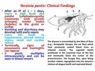 Urease Yersinia Genus Yersinia | PPTX