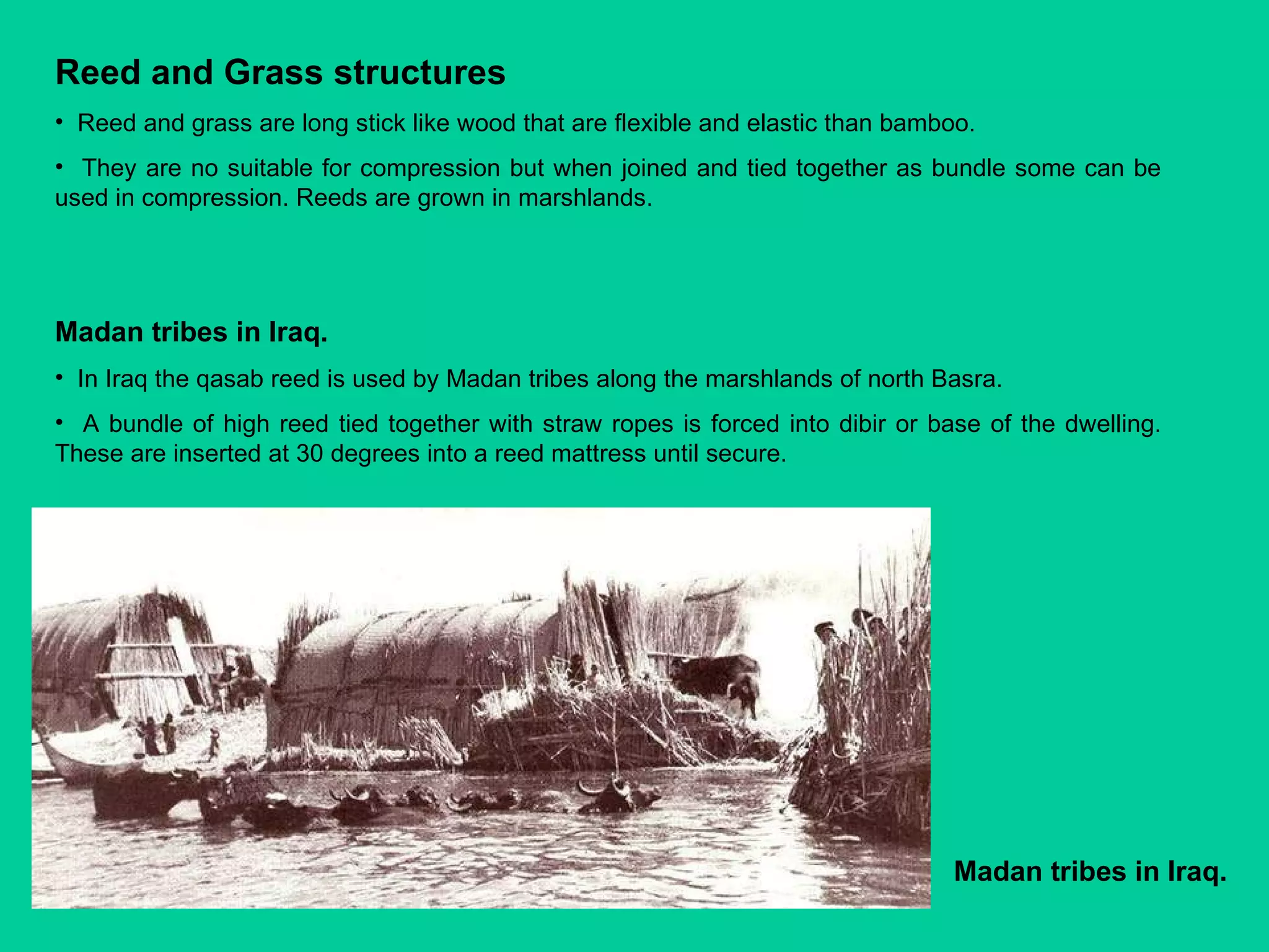 Reed and Grass structures Reed and grass are long stick like wood that are flexible and elastic than bamboo.  They are no suitable for compression but when joined and tied together as bundle some can be used in compression. Reeds are grown in marshlands.  Madan tribes in Iraq.   Madan tribes in Iraq. In Iraq the qasab reed is used by Madan tribes along the marshlands of north Basra.  A bundle of high reed tied together with straw ropes is forced into dibir or base of the dwelling. These are inserted at 30 degrees into a reed mattress until secure.  