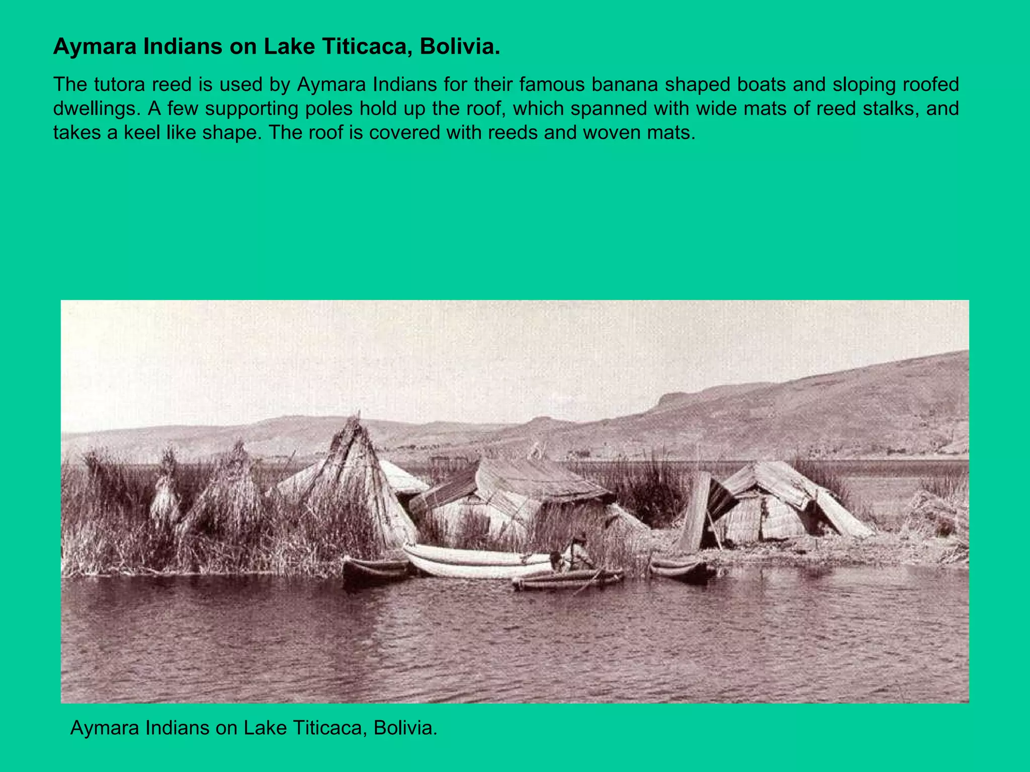 Aymara Indians on Lake Titicaca, Bolivia .   Aymara Indians on Lake Titicaca, Bolivia. The tutora reed is used by Aymara Indians for their famous banana shaped boats and sloping roofed dwellings. A few supporting poles hold up the roof, which spanned with wide mats of reed stalks, and takes a keel like shape. The roof is covered with reeds and woven mats. 