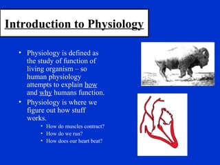 Introduction to Physiology
• Physiology is defined as
the study of function of
living organism – so
human physiology
attempts to explain how
and why humans function.
• Physiology is where we
figure out how stuff
works.
• How do muscles contract?
• How do we run?
• How does our heart beat?
 