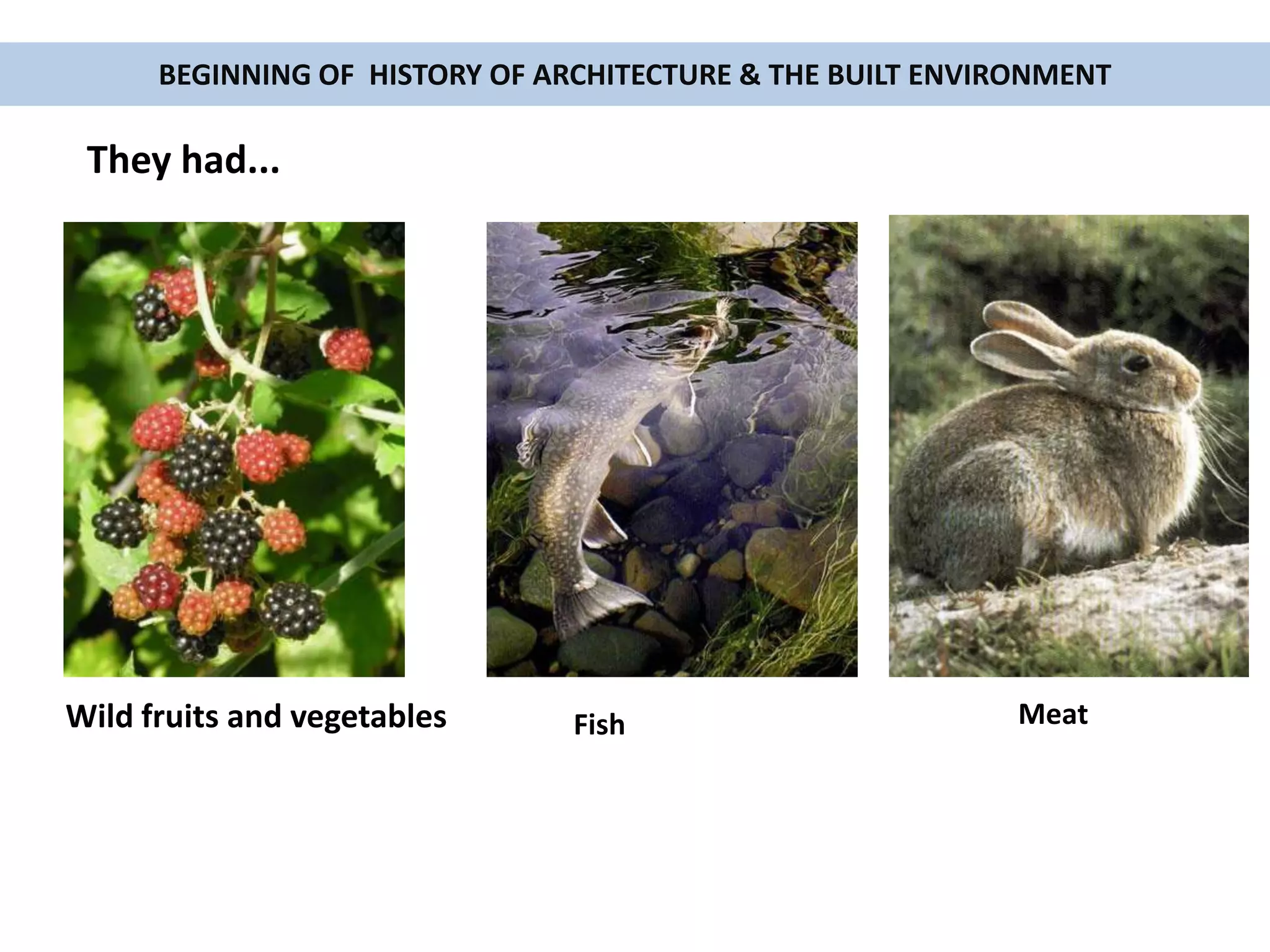 BEGINNING OF HISTORY OF ARCHITECTURE & THE BUILT ENVIRONMENT
Wild fruits and vegetables MeatFish
They had...
 