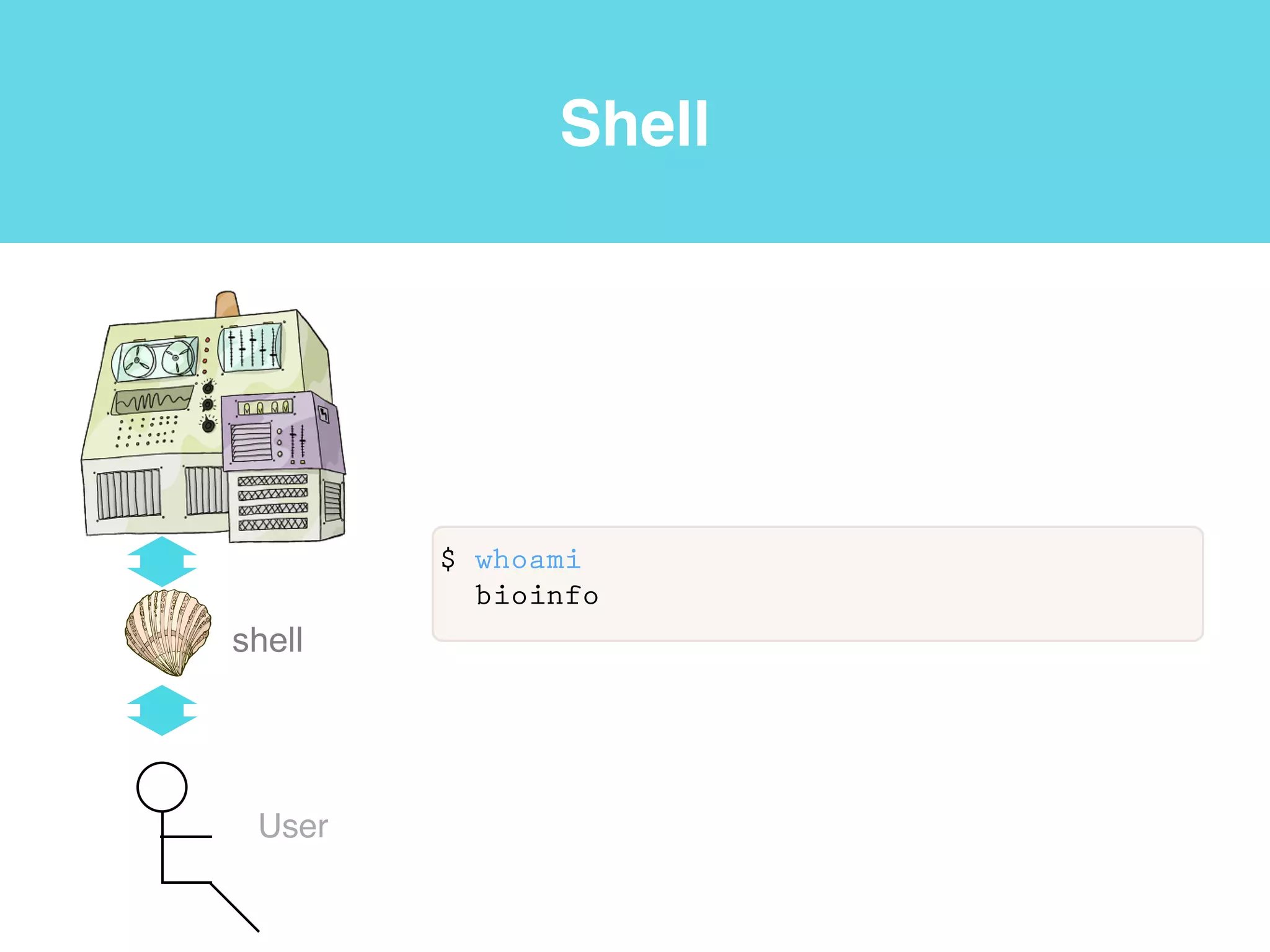 Shell
shell
User
$ ps -p $$
PID TTY TIME CMD
63825 ttys002 0:00.04 -bash
 