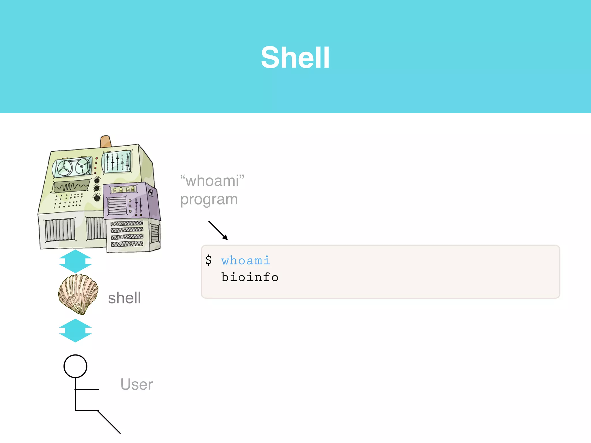 Shell
shell
User
$ ps -p $$
PID TTY TIME CMD
63825 ttys002 0:00.04 -bash
“process
status”
program
 