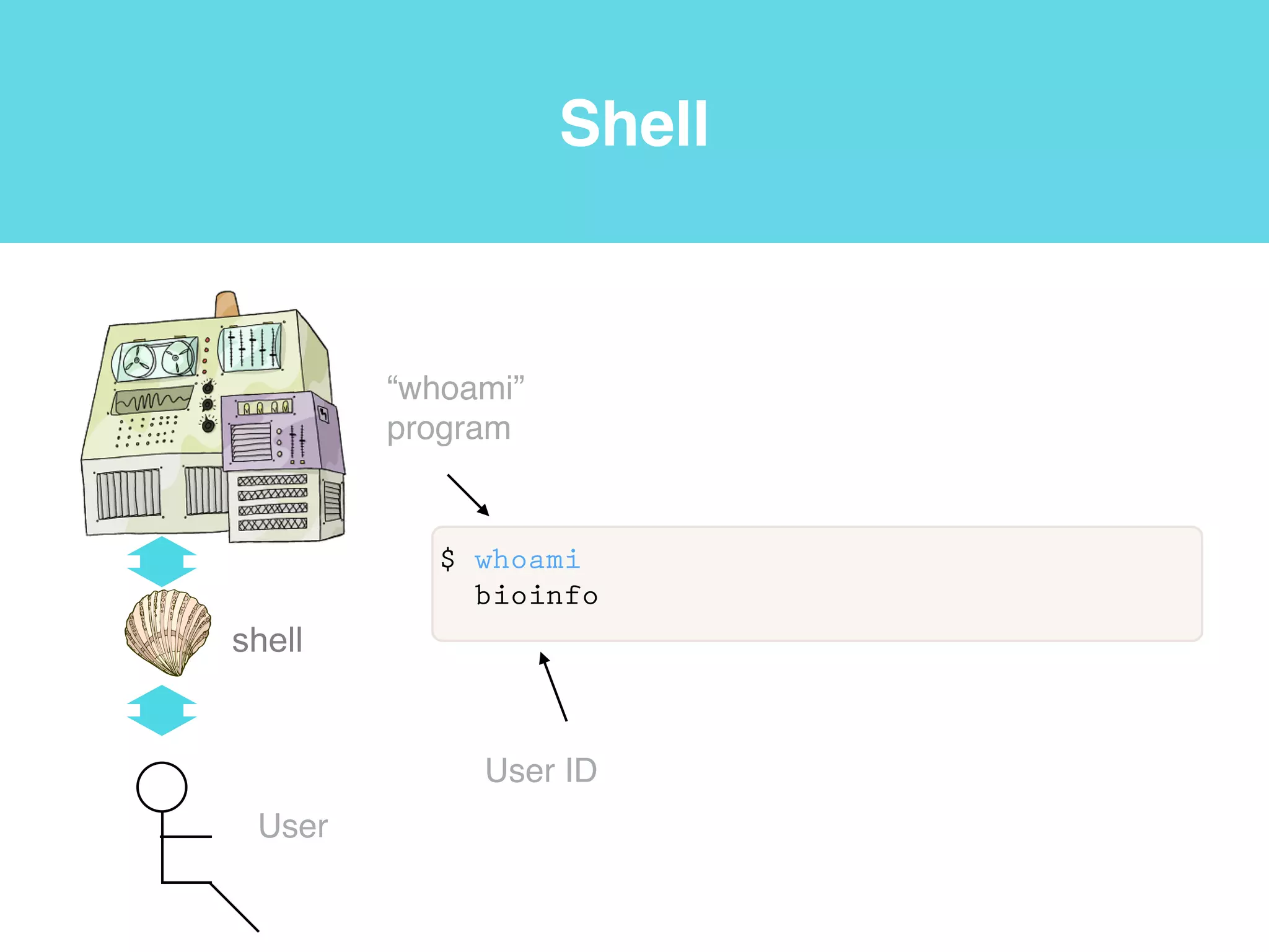 Shell
shell
User
$ ps -p $$
PID TTY TIME CMD
63825 ttys002 0:00.04 -bash
“process
status”
program
PID
parameter
 