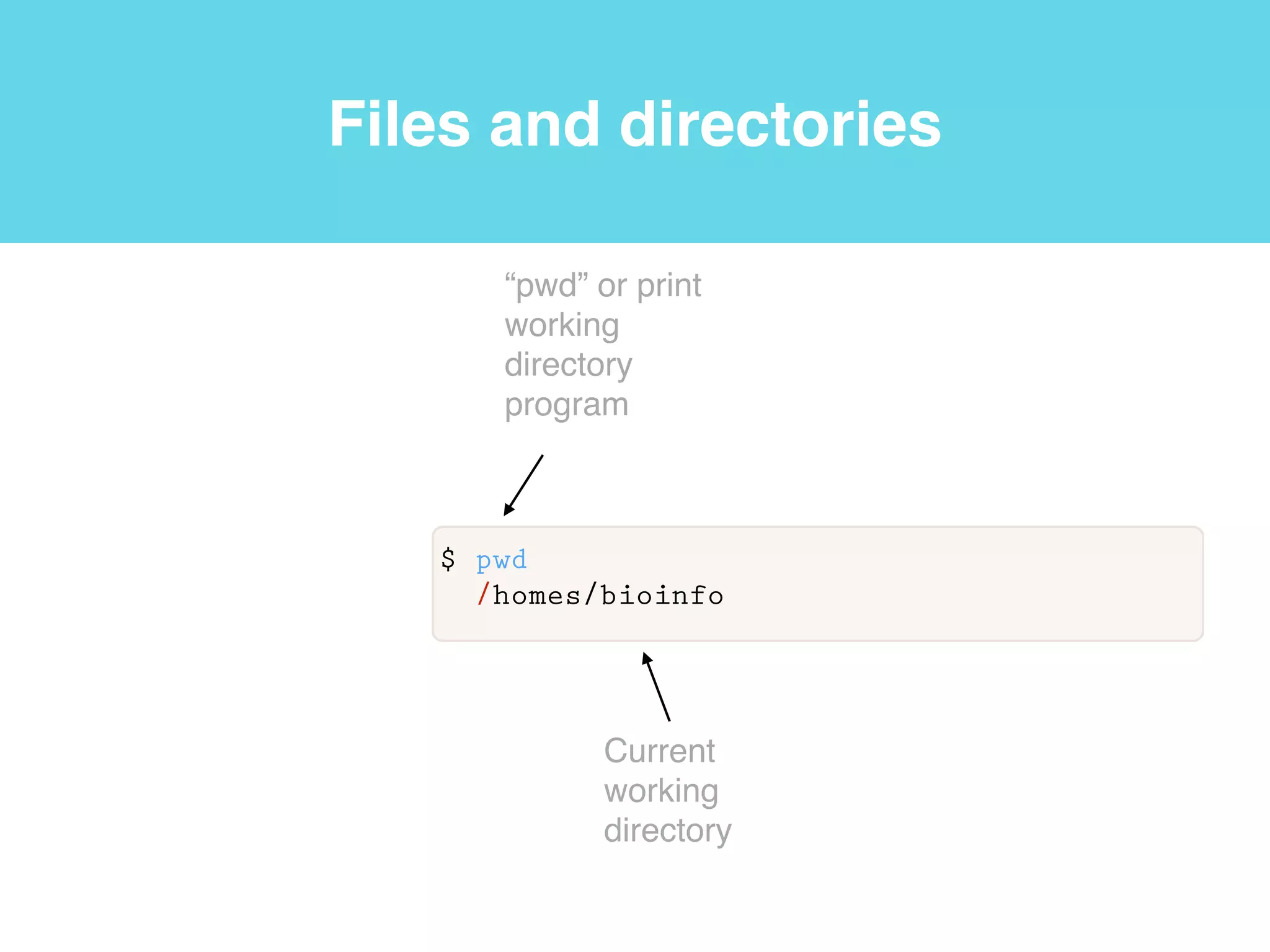 Shell
shell
User
$ whoami
bioinfo
 