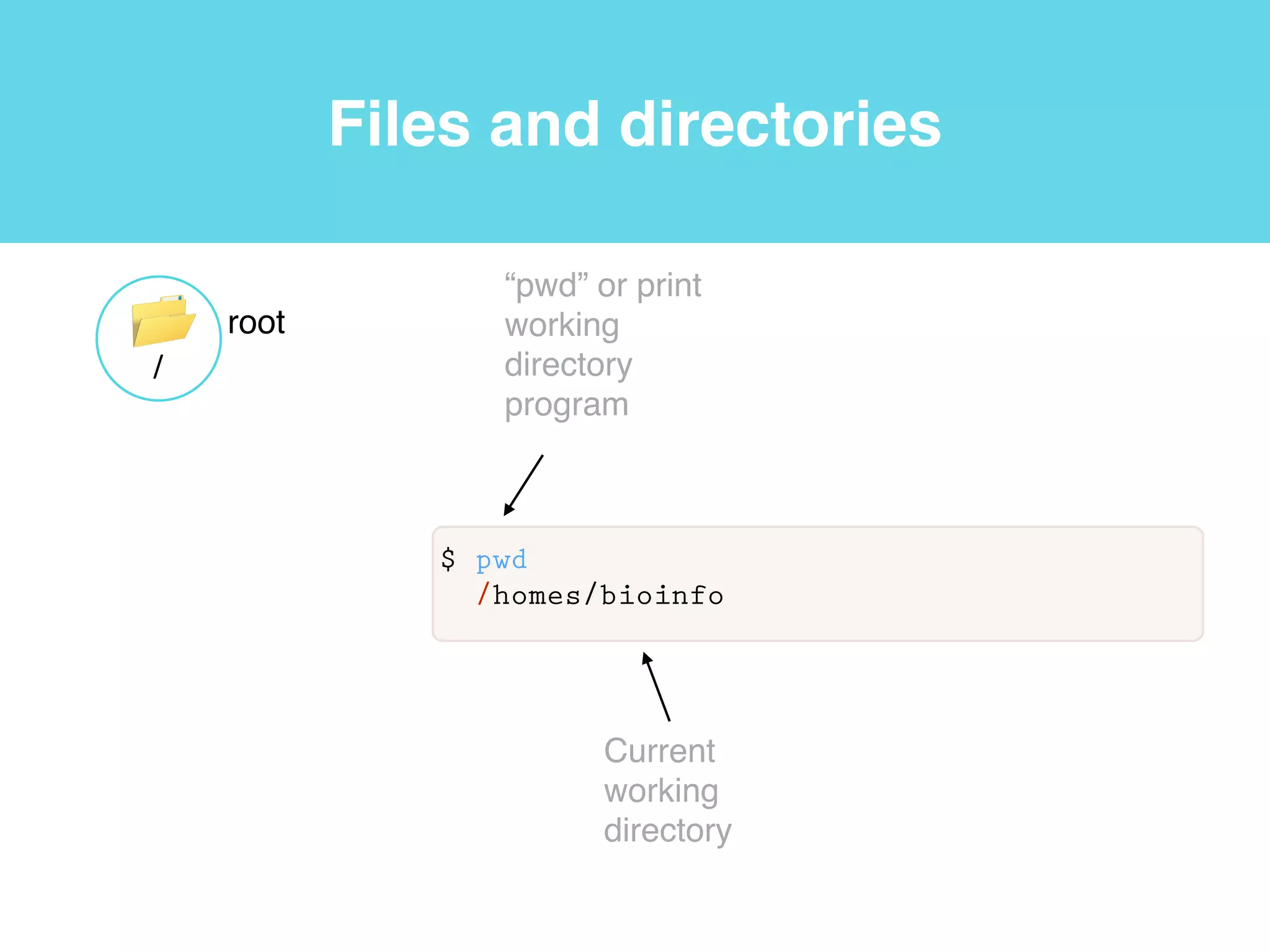 Shell
shell
User
$ whoami
bioinfo
“whoami”
program
 