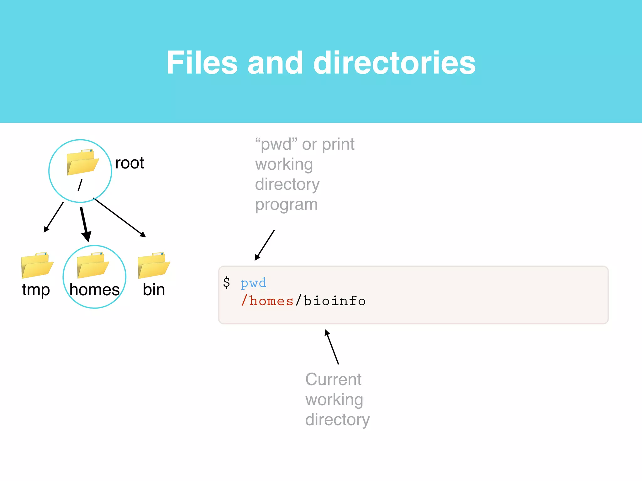 Shell
shell
User
$ whoami
bioinfo
“whoami”
program
User ID
 