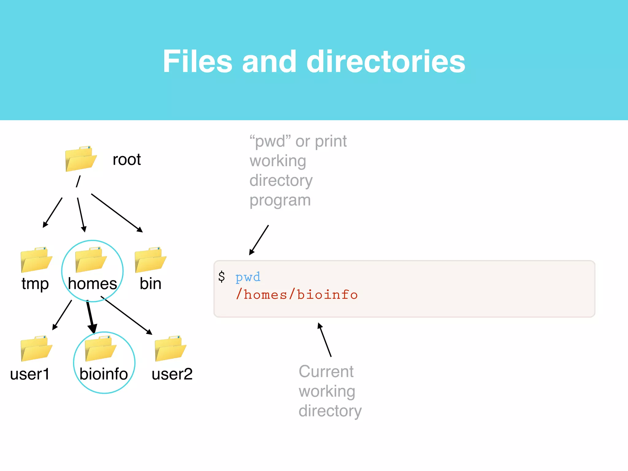 Files and directories
$ pwd
/homes/bioinfo
 