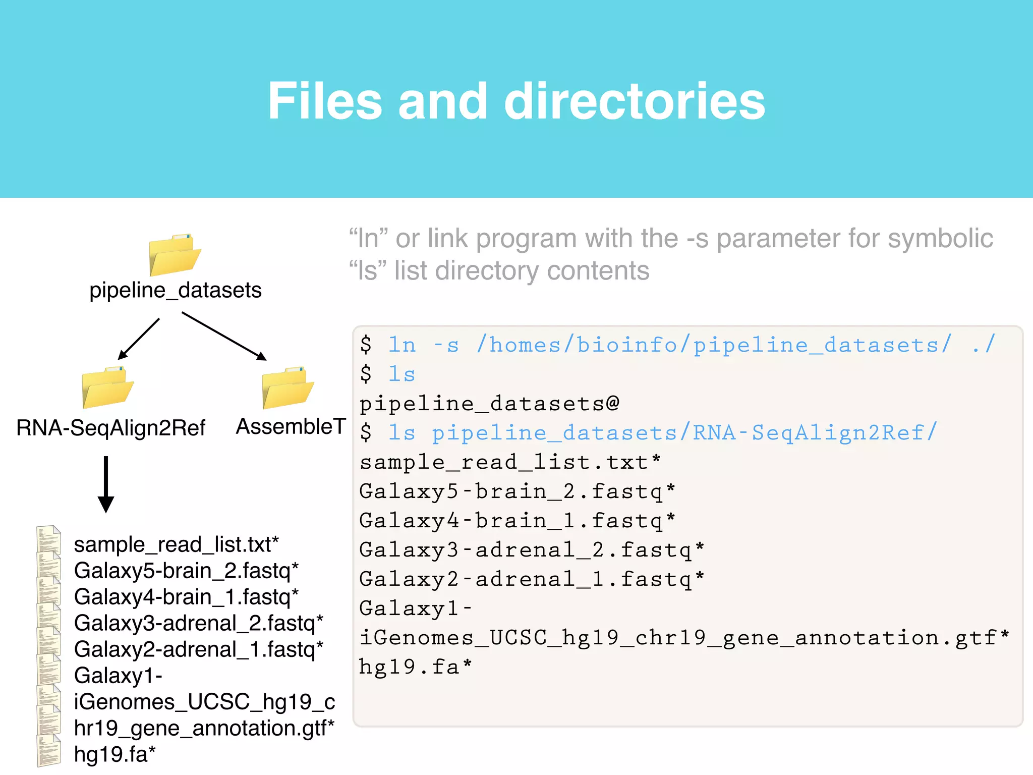 Files and directories
$ pwd
/homes/bioinfo
“pwd” or print
working
directory
program
 