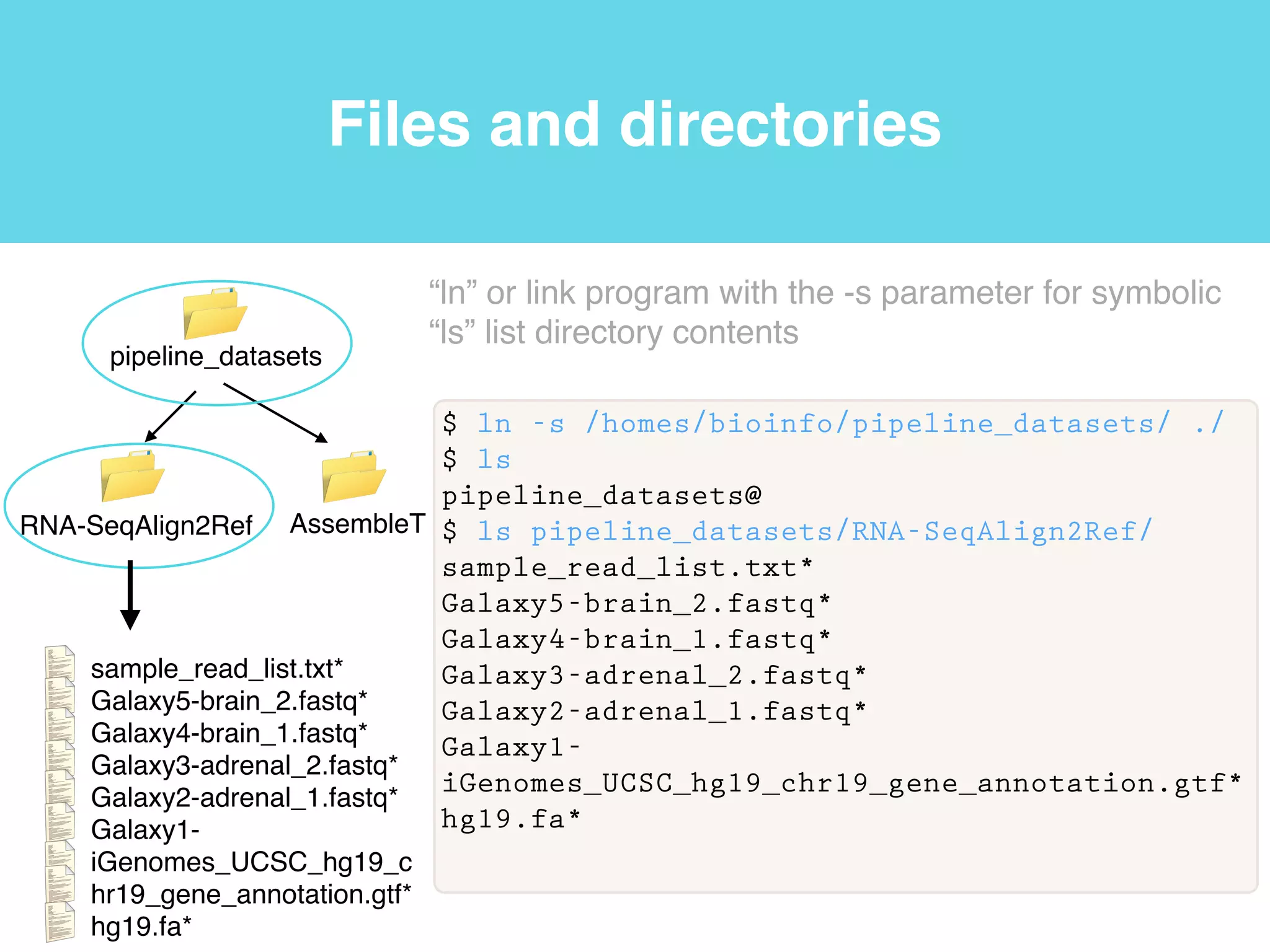 Files and directories
$ pwd
/homes/bioinfo
“pwd” or print
working
directory
program
root
/
Current
working
directory
 