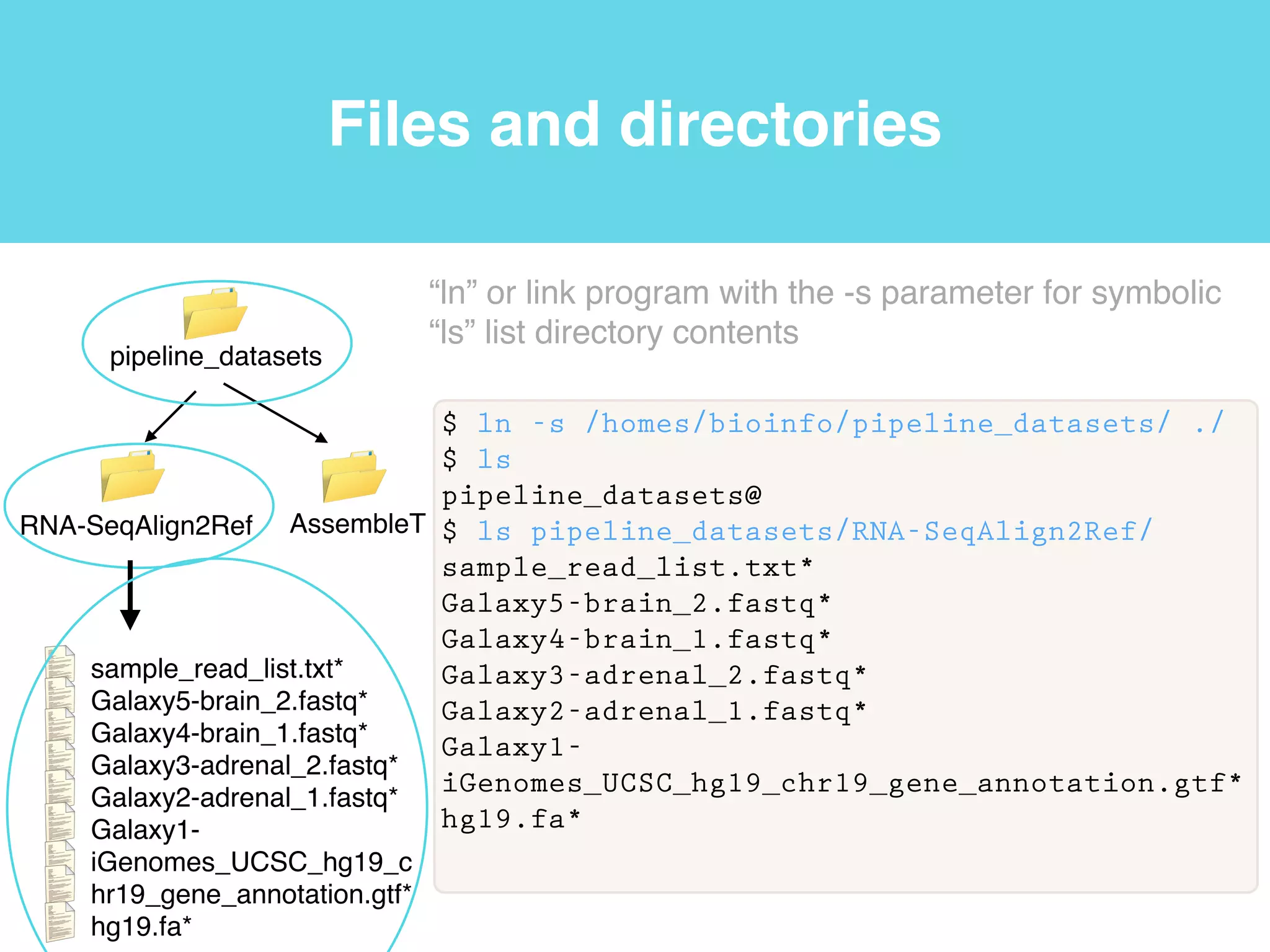 Files and directories
$ pwd
/homes/bioinfo
“pwd” or print
working
directory
program
root
/
tmp homes bin
Current
working
directory
 