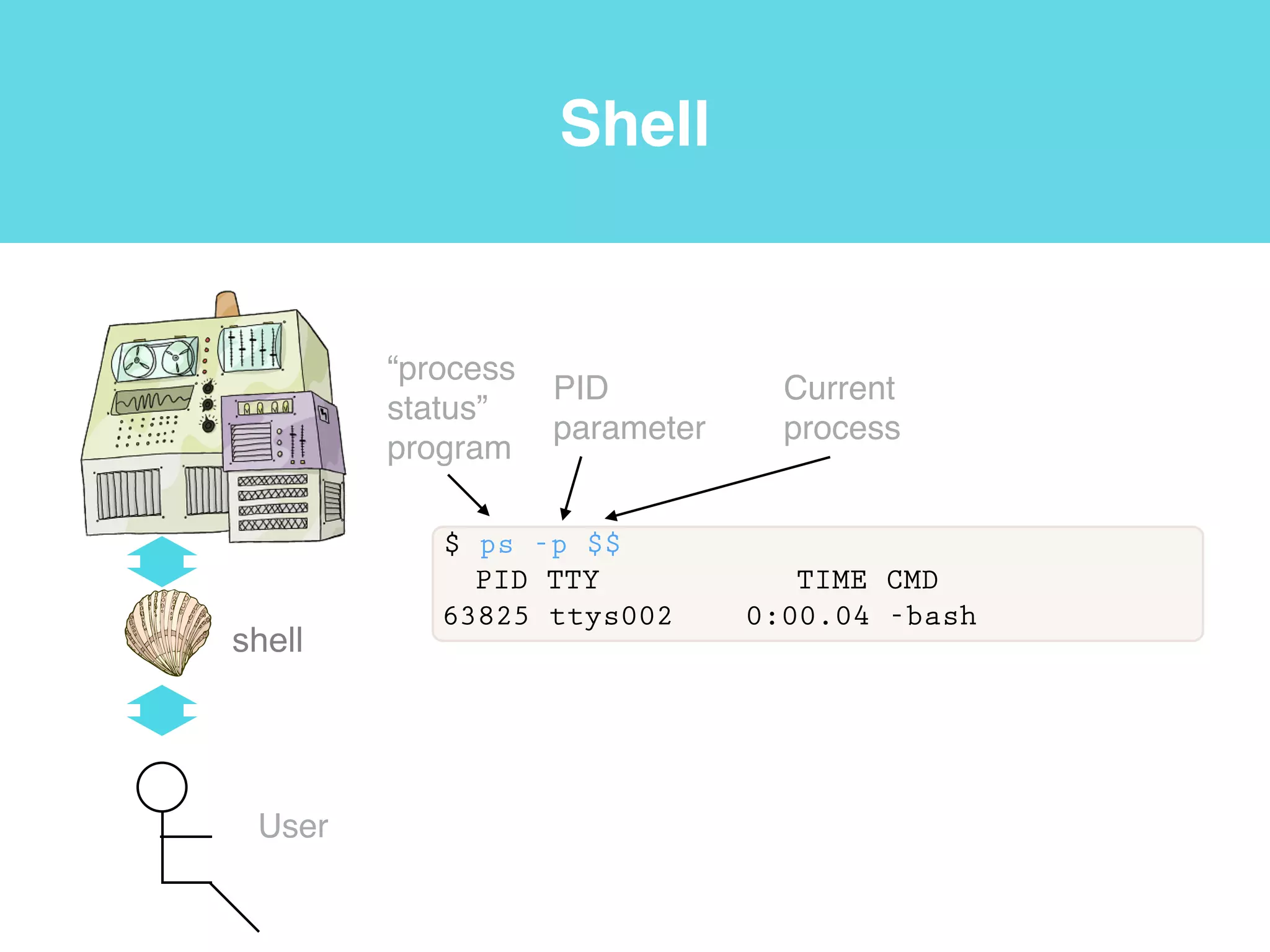 Terminal
• We are now connected to Beocat using a command-line
interface (CLI). A CLI is an interface based on typing
commands, usually at a read-eval-print loop (REPL).
• A read-eval-print loop (REPL) is a command-line interface
that reads a command from the user, executes it, prints the
result, and waits for another command.
• A graphical user interface (GUI) is a graphical user interface,
usually controlled by using a mouse.
Software carpentry v.5 http://software-carpentry.org/v5/gloss.html
 