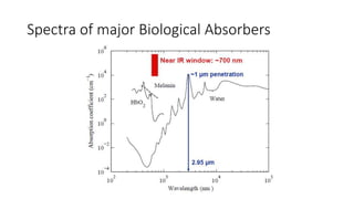 Spectra of major Biological Absorbers 
 