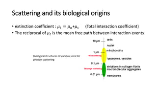 Scattering and its biological origins 
• extinction coefficient : 휇푡 = 휇푎+휇푠 (Total interaction coefficient) 
• The reciprocal of 휇푡 is the mean free path between interaction events 
Biological structures of various sizes for 
photon scattering 
 