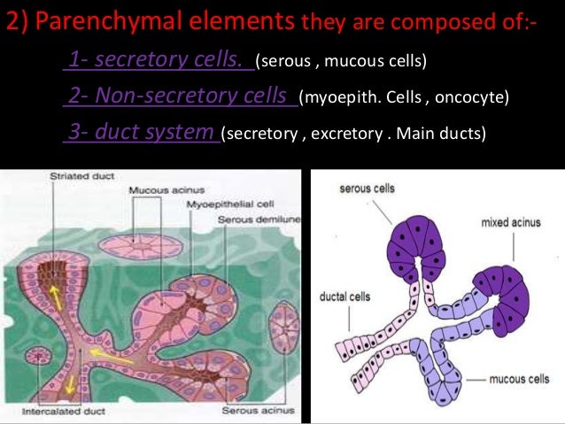 Lecture 1 salivary glands