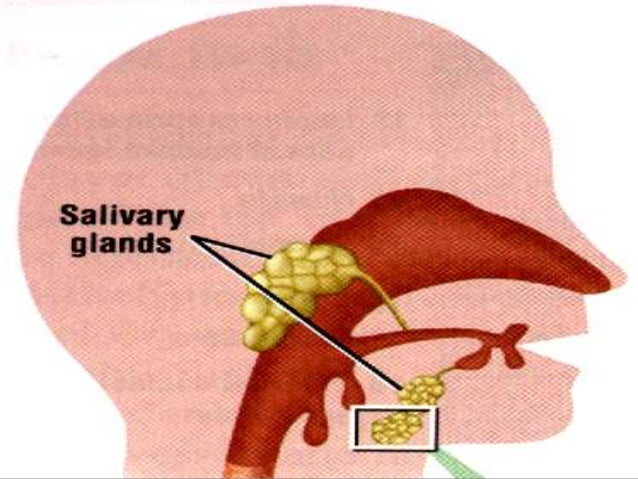 Lecture 1 Salivary Glands lecture-1-salivary-glands