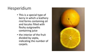 Septum Fruit Example Classification of Fruits | PPTX