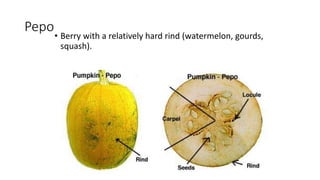 Classification of Fruits | PPTX