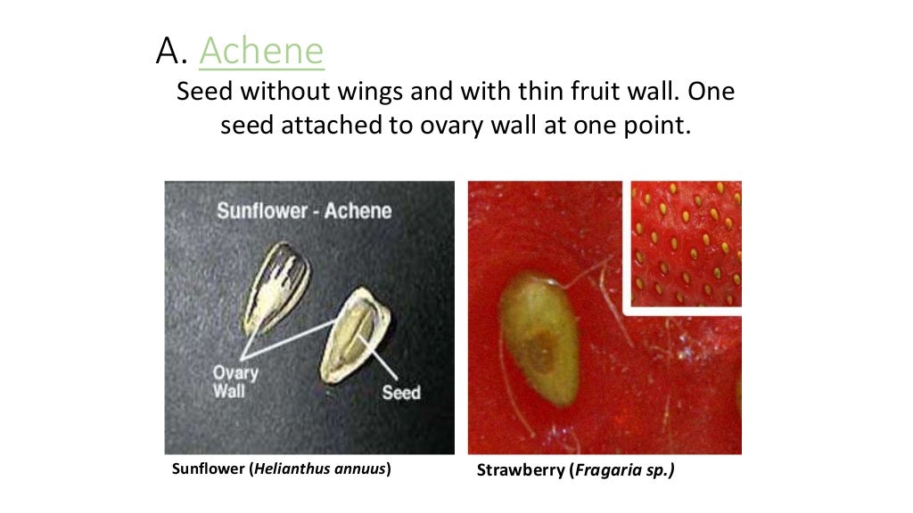 Classification of Fruits