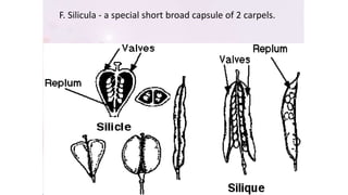 F. Silicula - a special short broad capsule of 2 carpels.
 