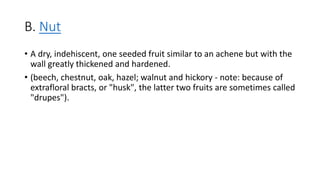B. Nut
• A dry, indehiscent, one seeded fruit similar to an achene but with the
wall greatly thickened and hardened.
• (beech, chestnut, oak, hazel; walnut and hickory - note: because of
extrafloral bracts, or "husk", the latter two fruits are sometimes called
"drupes").
 