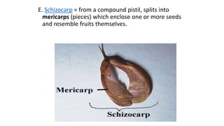 E. Schizocarp = from a compound pistil, splits into
mericarps (pieces) which enclose one or more seeds
and resemble fruits themselves.
 