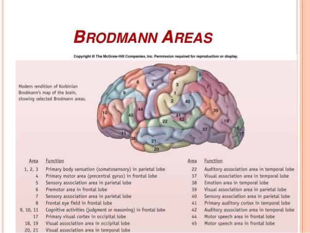 system building fluid blocks nervous introduction central system to