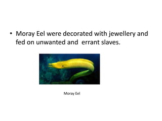 • Moray Eel were decorated with jewellery and
fed on unwanted and errant slaves.
Moray Eel
 