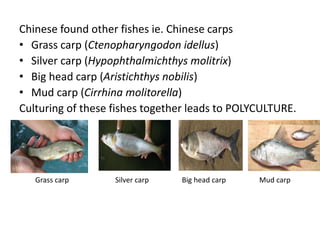 Chinese found other fishes ie. Chinese carps
• Grass carp (Ctenopharyngodon idellus)
• Silver carp (Hypophthalmichthys molitrix)
• Big head carp (Aristichthys nobilis)
• Mud carp (Cirrhina molitorella)
Culturing of these fishes together leads to POLYCULTURE.
Grass carp Silver carp Big head carp Mud carp
 