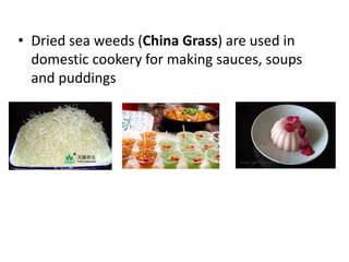 • Dried sea weeds (China Grass) are used in
domestic cookery for making sauces, soups
and puddings
 
