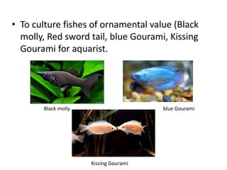 • To culture fishes of ornamental value (Black
molly, Red sword tail, blue Gourami, Kissing
Gourami for aquarist.
Black molly blue Gourami
Kissing Gourami
 