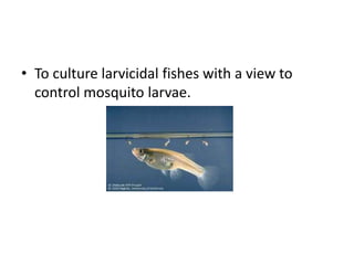 • To culture larvicidal fishes with a view to
control mosquito larvae.
 