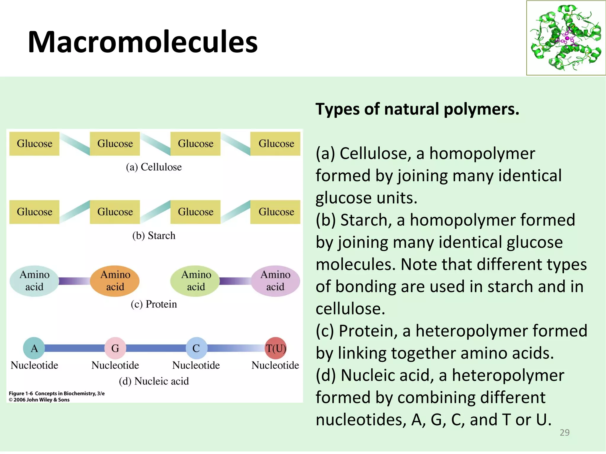 Macromolecules
29
Types of natural polymers.
(a) Cellulose, a homopolymer
formed by joining many identical
glucose units.
(b) Starch, a homopolymer formed
by joining many identical glucose
molecules. Note that different types
of bonding are used in starch and in
cellulose.
(c) Protein, a heteropolymer formed
by linking together amino acids.
(d) Nucleic acid, a heteropolymer
formed by combining different
nucleotides, A, G, C, and T or U.
 