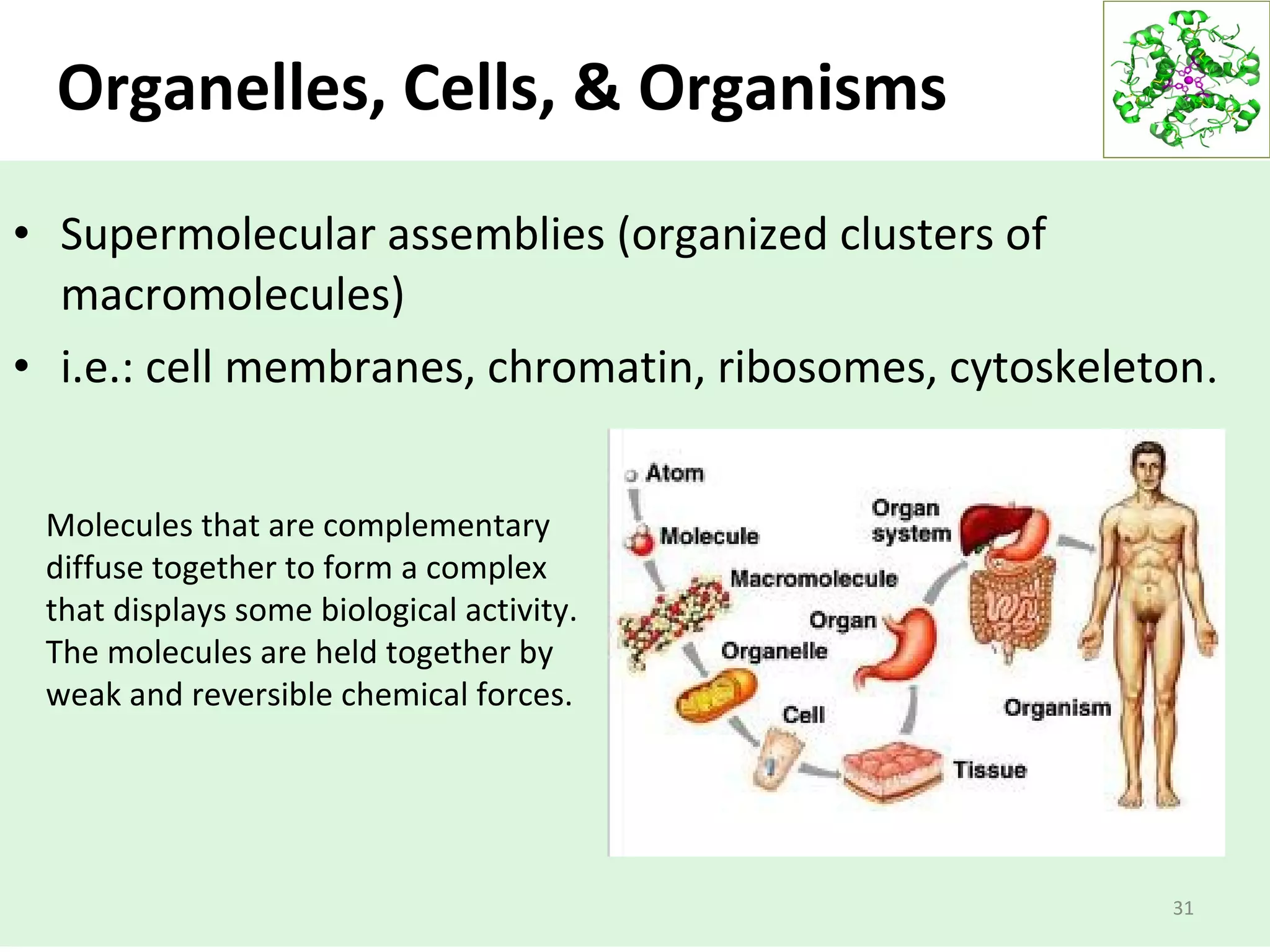Organelles, Cells, & Organisms
• Supermolecular assemblies (organized clusters of
macromolecules)
• i.e.: cell membranes, chromatin, ribosomes, cytoskeleton.
31
Molecules that are complementary
diffuse together to form a complex
that displays some biological activity.
The molecules are held together by
weak and reversible chemical forces.
 