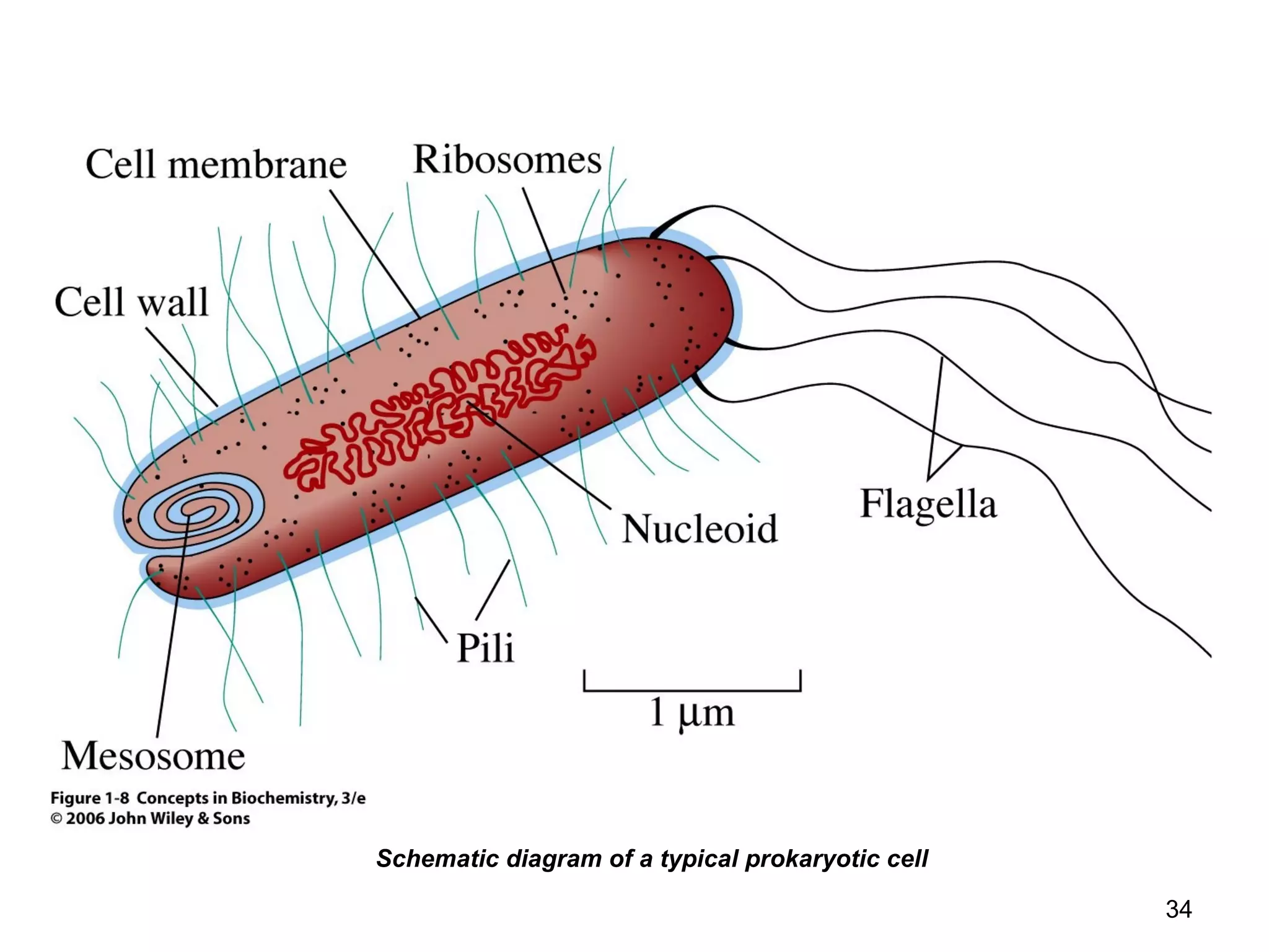 Schematic diagram of a typical prokaryotic cell
34
 