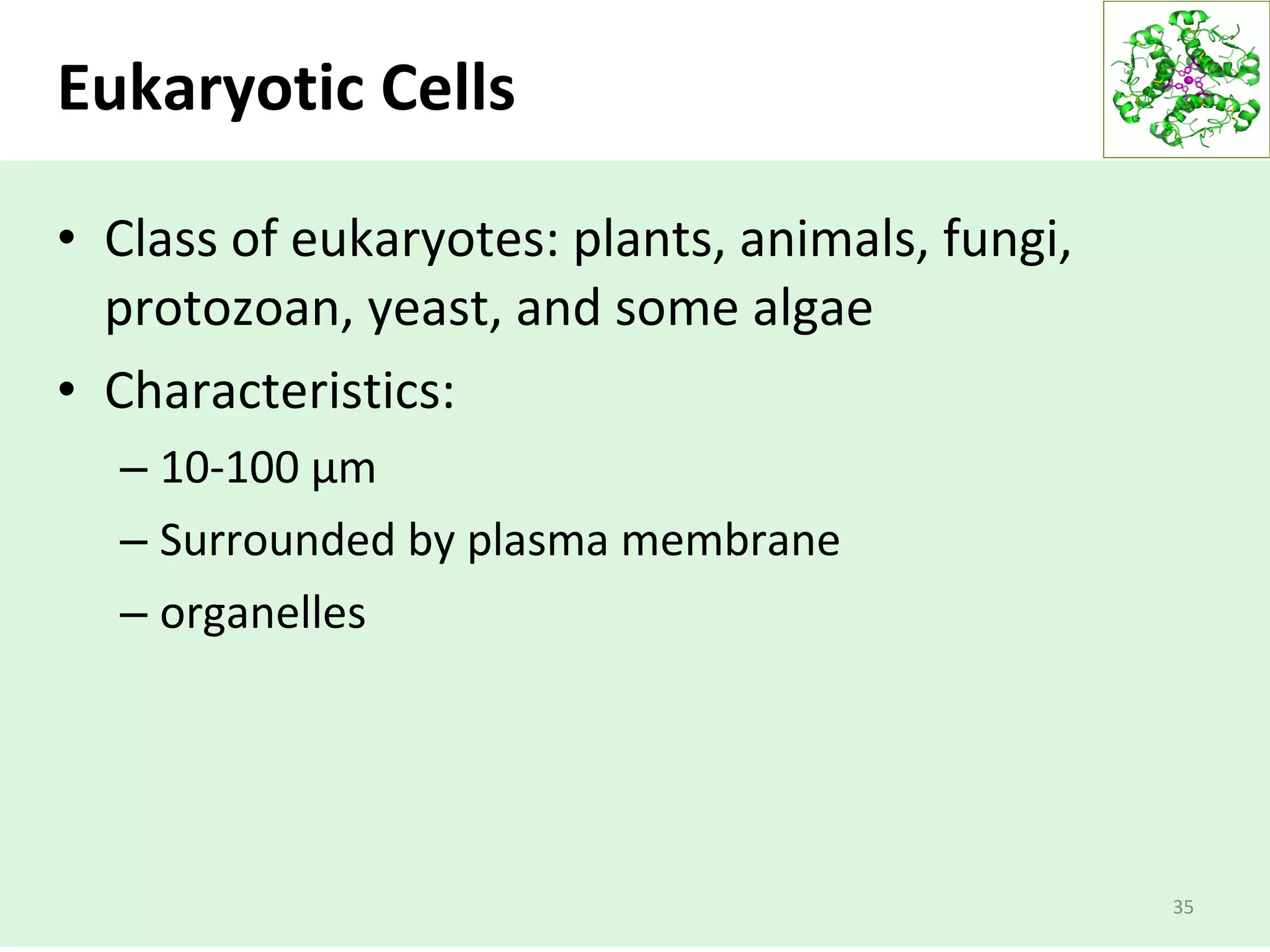 Eukaryotic Cells
• Class of eukaryotes: plants, animals, fungi,
protozoan, yeast, and some algae
• Characteristics:
– 10-100 μm
– Surrounded by plasma membrane
– organelles
35
 