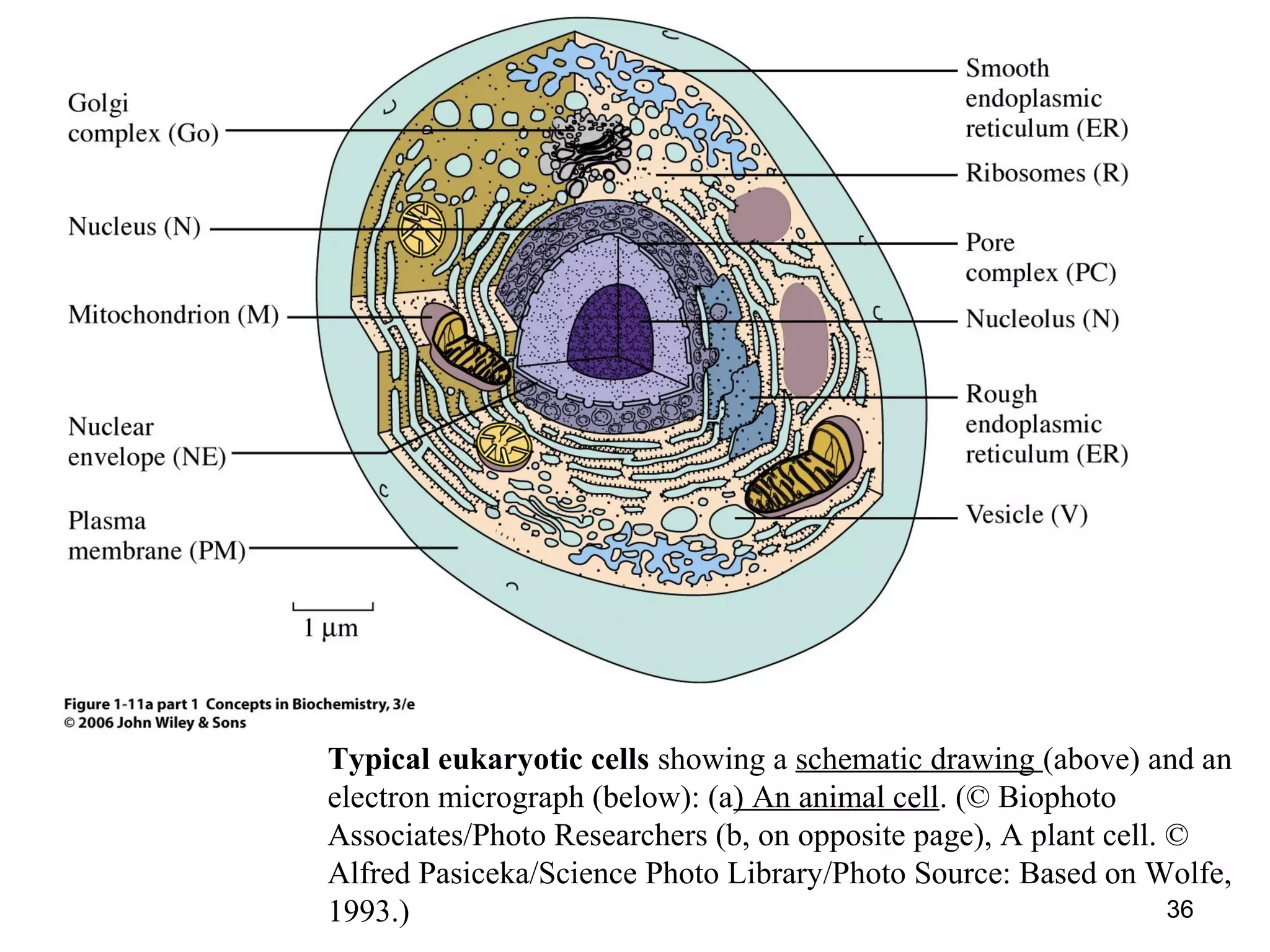 Typical eukaryotic cells showing a schematic drawing (above) and an
electron micrograph (below): (a) An animal cell. (© Biophoto
Associates/Photo Researchers (b, on opposite page), A plant cell. ©
Alfred Pasiceka/Science Photo Library/Photo Source: Based on Wolfe,
1993.) 36
 