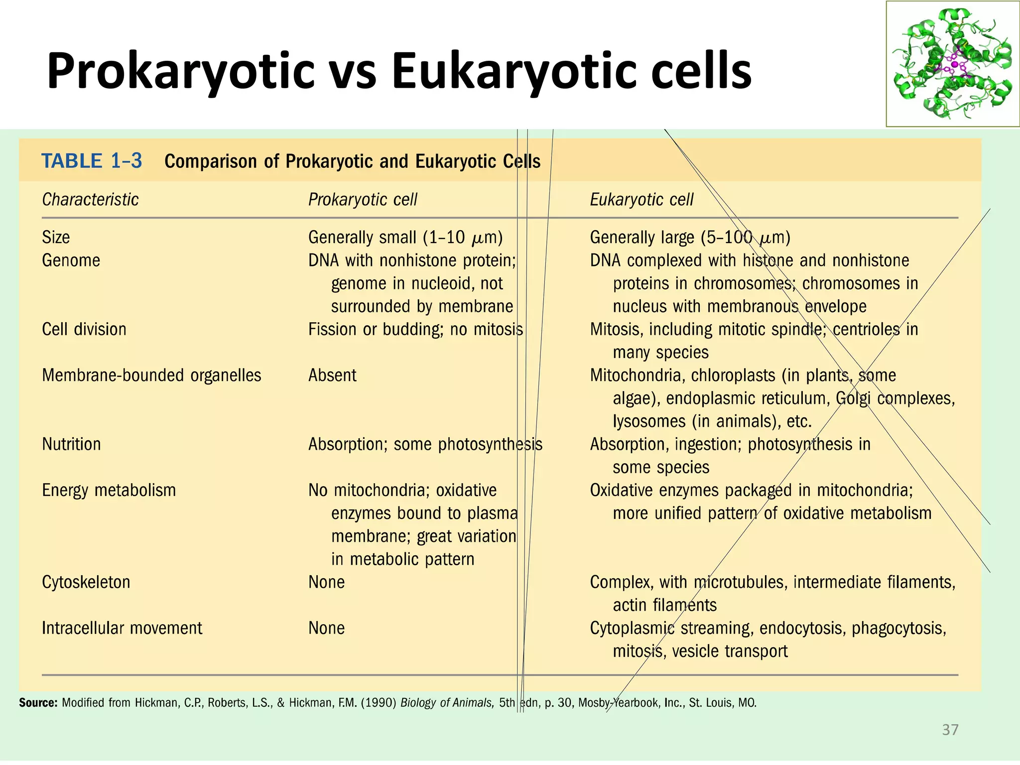 Prokaryotic vs Eukaryotic cells
37
 