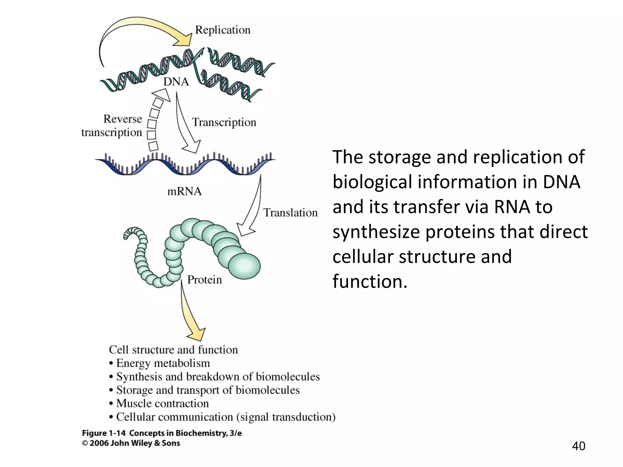 The storage and replication of
biological information in DNA
and its transfer via RNA to
synthesize proteins that direct
cellular structure and
function.
40
 